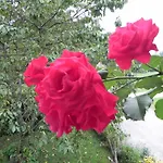 Schautzgy